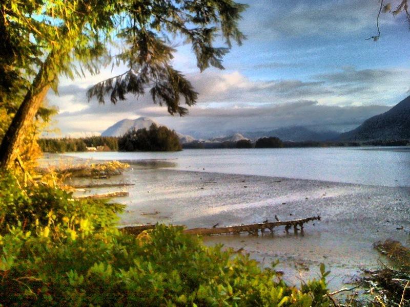 Black Bear Guesthouse Tofino Eksteriør billede